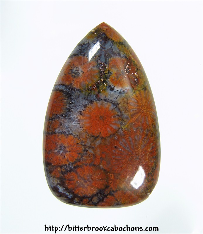 Agatized Coral Cabochon