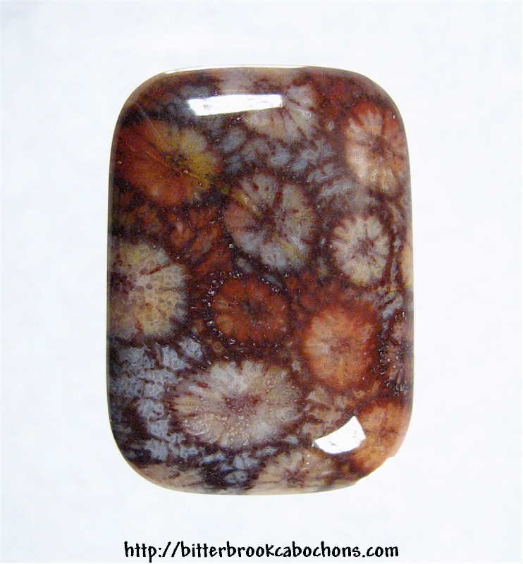 Agatized Coral Cabochon