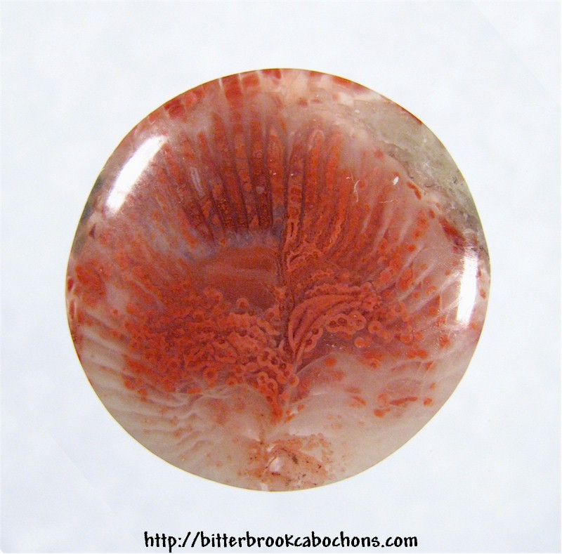 Agatized Coral Cabochon