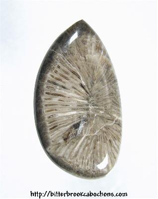 Horn Coral Cabochon