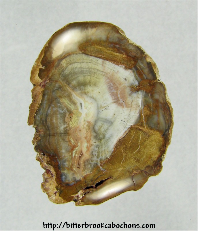 Petrified Wood Cabochon