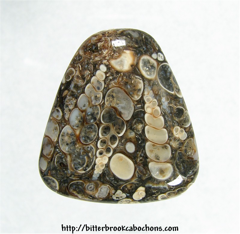 Turritella Jasper Cabochon